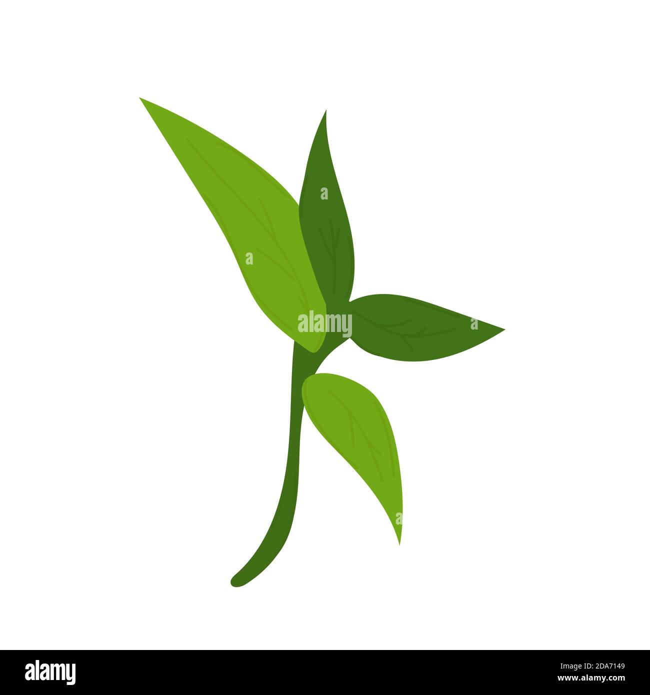 Bambusblätter. Handgezeichnete Vektorgrafik isoliert auf weißem Hintergrund. Stock Vektor