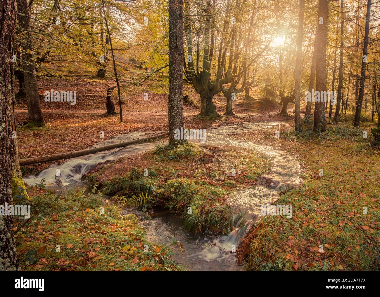 Herbst grünen Buchenwald otzarreta Fluss Stockfoto