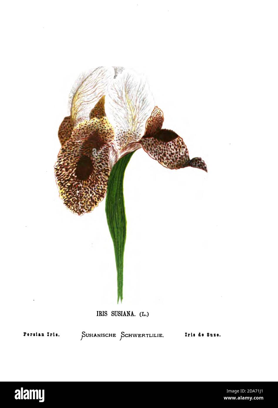 Iris susiana (Mourning Iris here as Persian Iris) ist eine Pflanzenart aus der Familie der Iridaceae, die im Libanon beheimatet ist. Diese schöne und große Iris, mit einer Spannweite leicht erreichen zwölf Zentimeter. Sie wächst heute im Libanon, in Syrien und in der Türkei, wo ihr Überleben durch übermäßige Ernte ernsthaft bedroht ist. Aus dem Buch Wild Flowers of the Holy Land: 54 in Farben gedruckte Platten, gezeichnet und gemalt nach der Natur. Von Frau Hannah Zeller, (Gobat); Tristram, H. B. (Henry Baker), und Edward Atkinson, veröffentlicht in London von James Nisbet & Co 1876 auf weißem Hintergrund Stockfoto