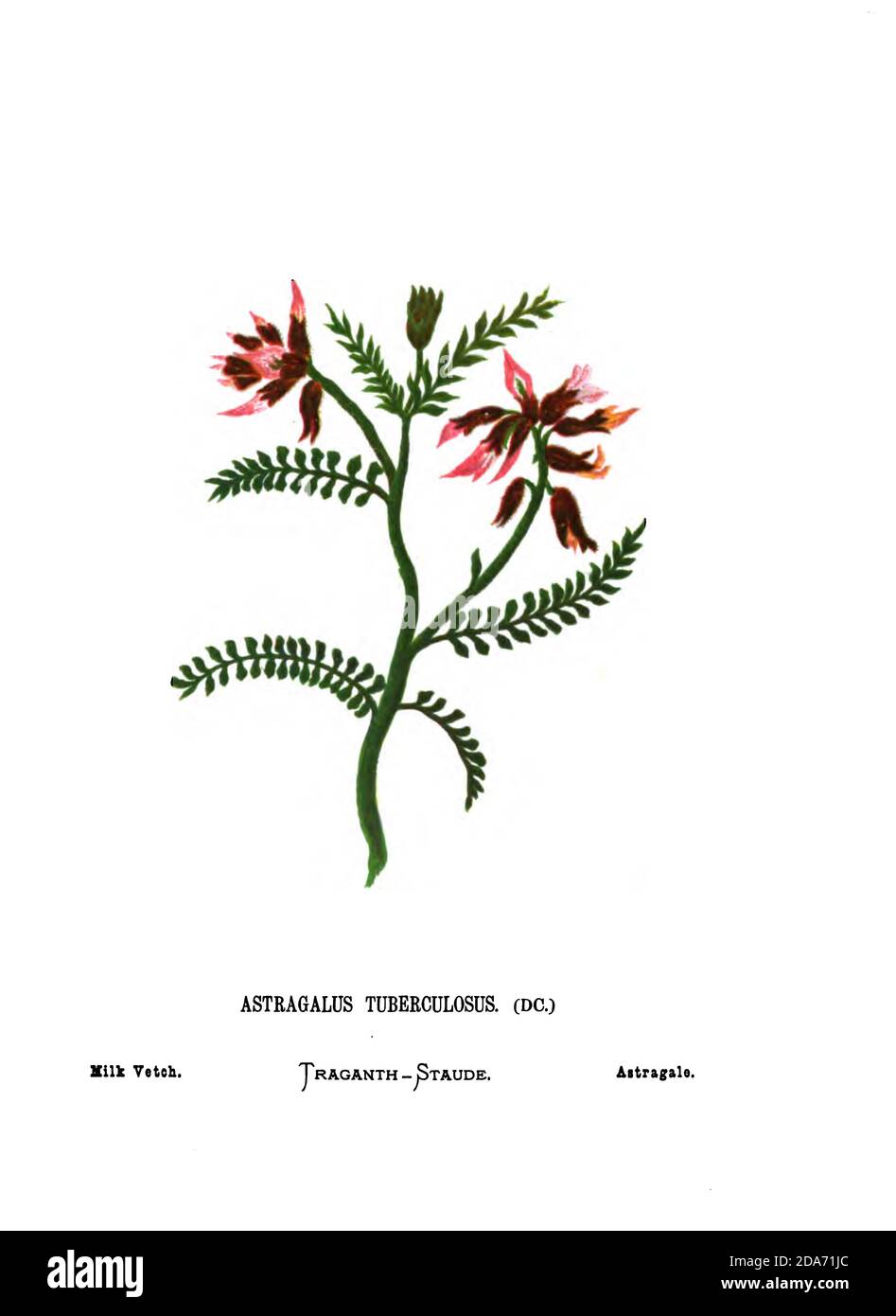 Milk Vetch (Astragalus tuberculosus) aus dem Buch Wild Flowers of the Holy Land: 54 in Farben gedruckte Platten, gezeichnet und gemalt nach der Natur. Von Mrs. Hannah Zeller, (Gobat); Tristram, H. B. (Henry Baker), und Edward Atkinson, veröffentlicht in London von James Nisbet & Co 1876 auf weißem Hintergrund Stockfoto