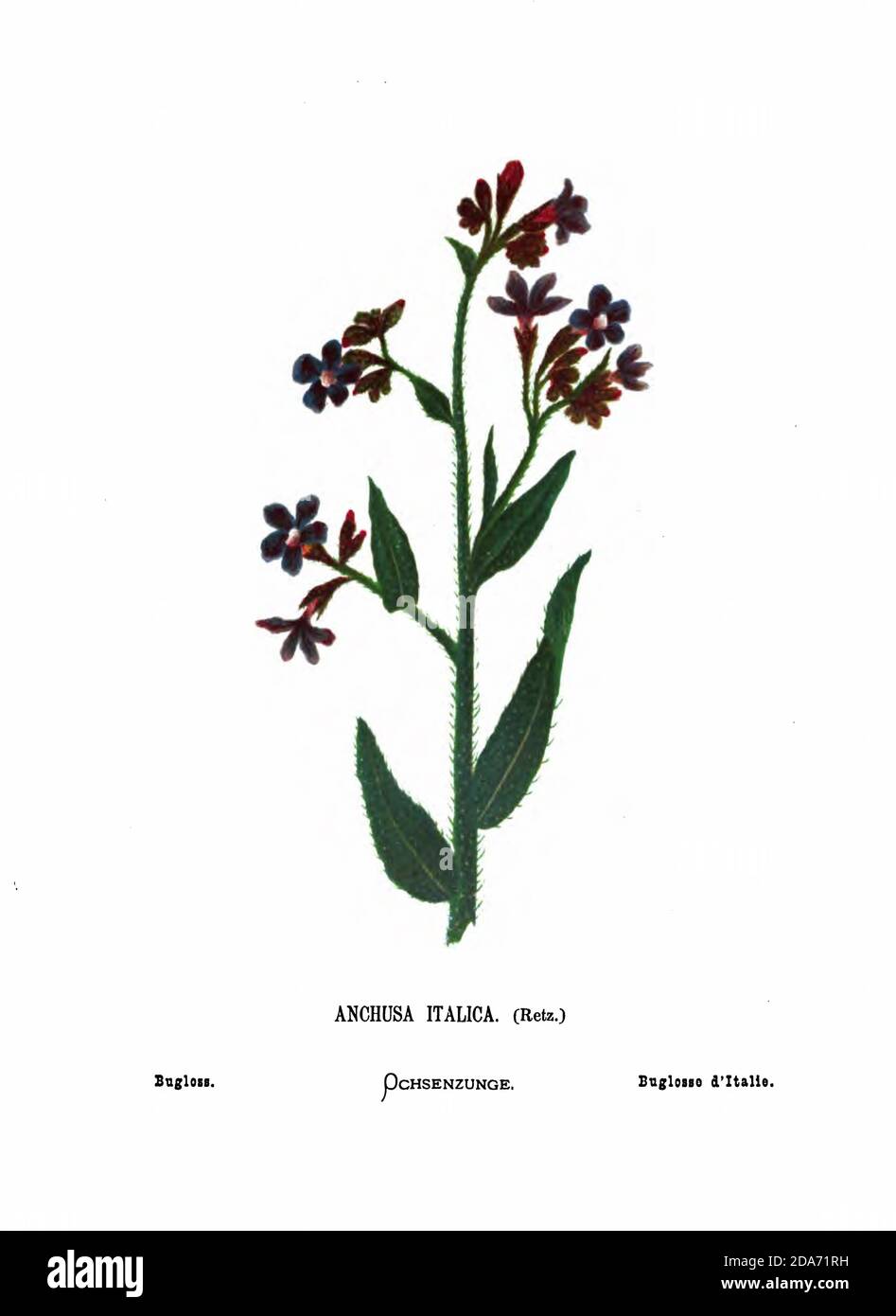 Bugloss, Anchusa italica aus dem Buch Wild Flowers of the Holy Land: 54 in Farben gedruckte Tafeln, gezeichnet und gemalt nach der Natur. Von Mrs. Hannah Zeller, (Gobat); Tristram, H. B. (Henry Baker), und Edward Atkinson, Published in London by James Nisbet & Co 1876 on white background Stockfoto