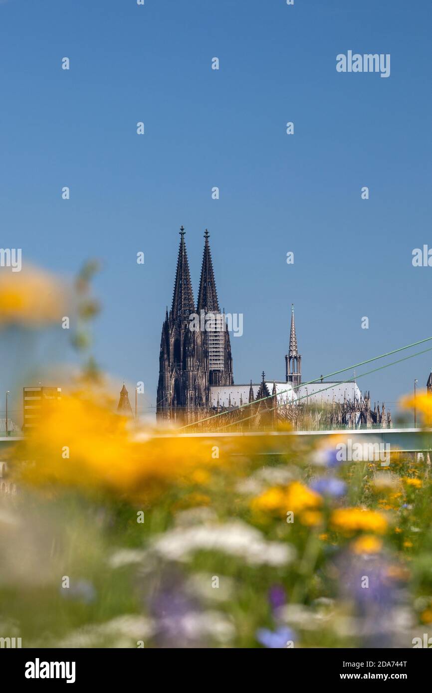 Geographie / Reisen, Deutschland, Nordrhein-Westfalen, Köln, Kölner Dom St. Peter und Maria mit Flo, Additional-Rights-Clearance-Info-not-available Stockfoto