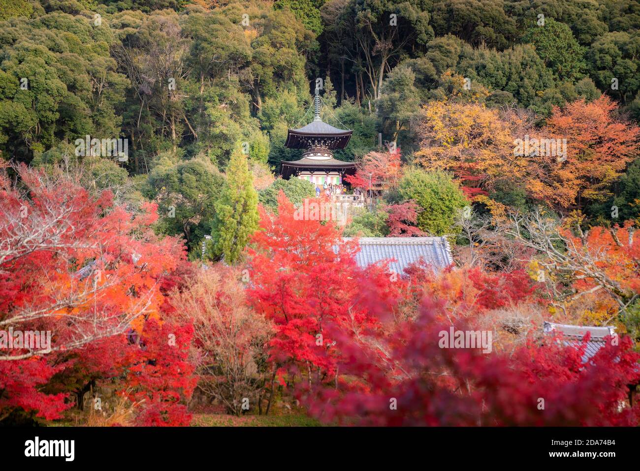 Eikando Zenrinji Tempel mit rotem, gelbem Ahorn-Teppich in der höchsten Herbstfarbe Ende November in Kyoto, Japan. Berühmtes Wahrzeichen, um Herbst l zu sehen Stockfoto