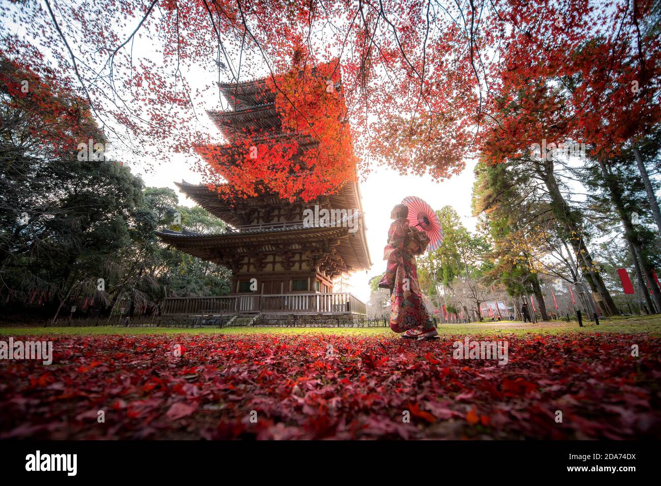 Junge Japanerin in traditionellem Kimino-Kleid steht im Digoji-Tempel mit rotem Ahornblatt in der Herbstsaison in Kyoto, Japan. Japan-Touris Stockfoto