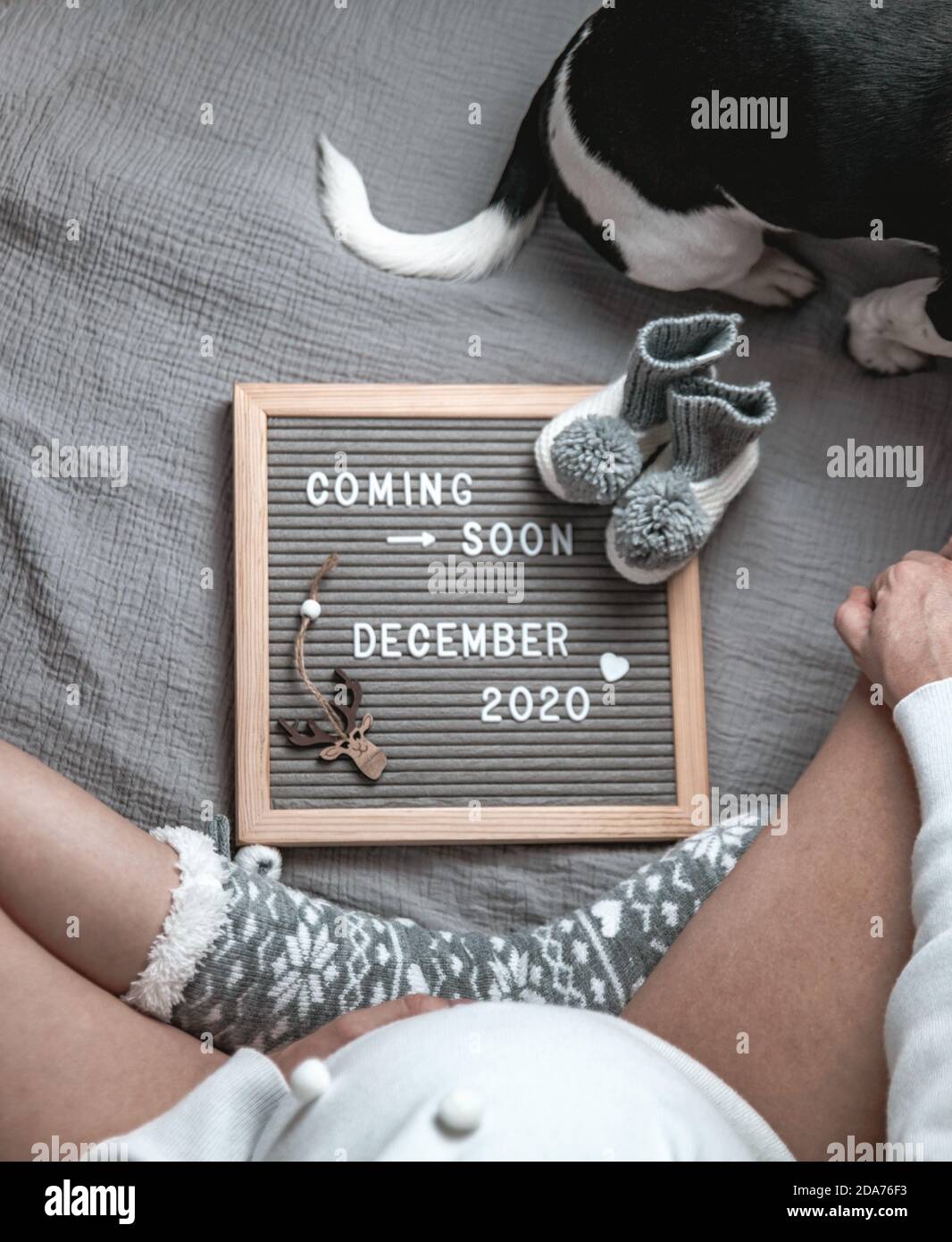 Schwangere Frau sitzt mit einem kommenden bald Dezember 2020 Baby Ankündigungsschild und Welpen in backgroun. Demnächst Weihnachtskonzept. Schwangerschaftsbauch. Stockfoto