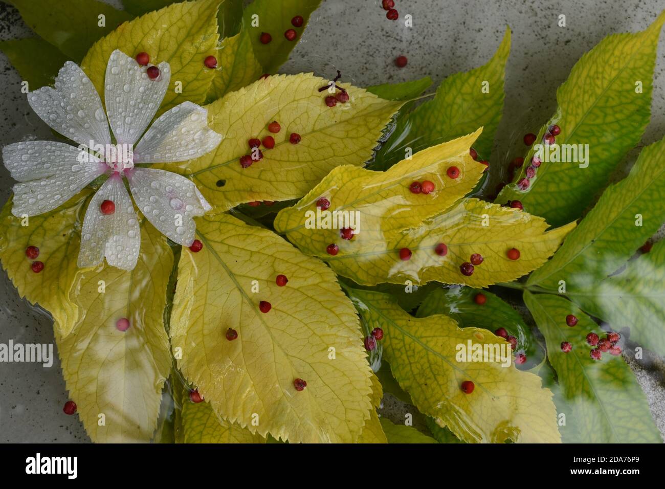 Des feuilles de sorbier dans un bassin d'Eau Stockfoto