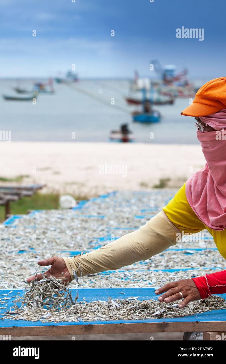 Eine Asiatin legt Makrelenschnäbel auf Netz zum Trocknen an Meer, Bucht und traditionellen Fischerbooten im Hintergrund. Südthailand. Stockfoto