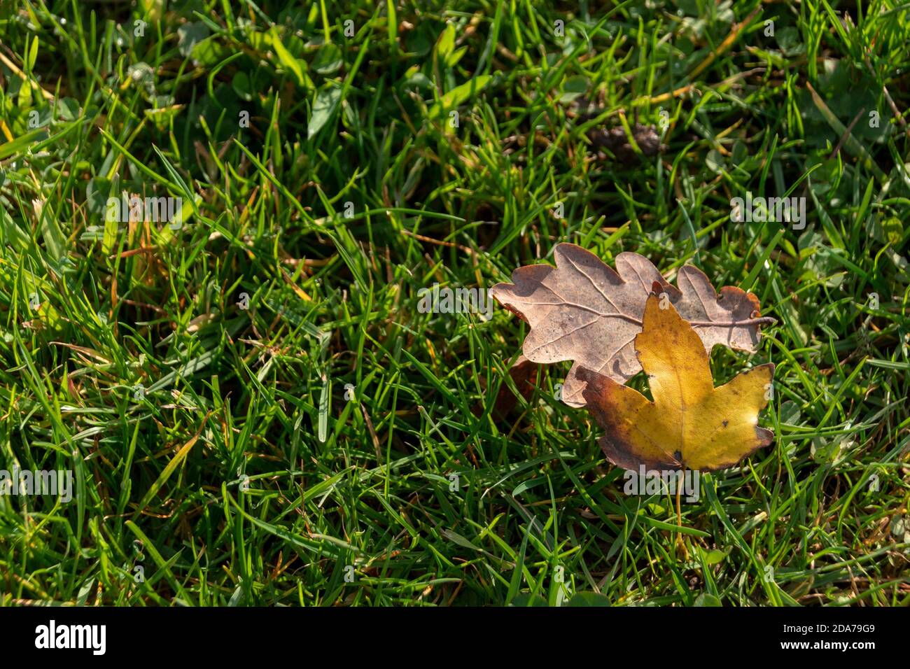 Eine Nahaufnahme von zwei Autunm Blätter, die hat Gefallen auf das üppige grüne Gras in einem Park Stockfoto