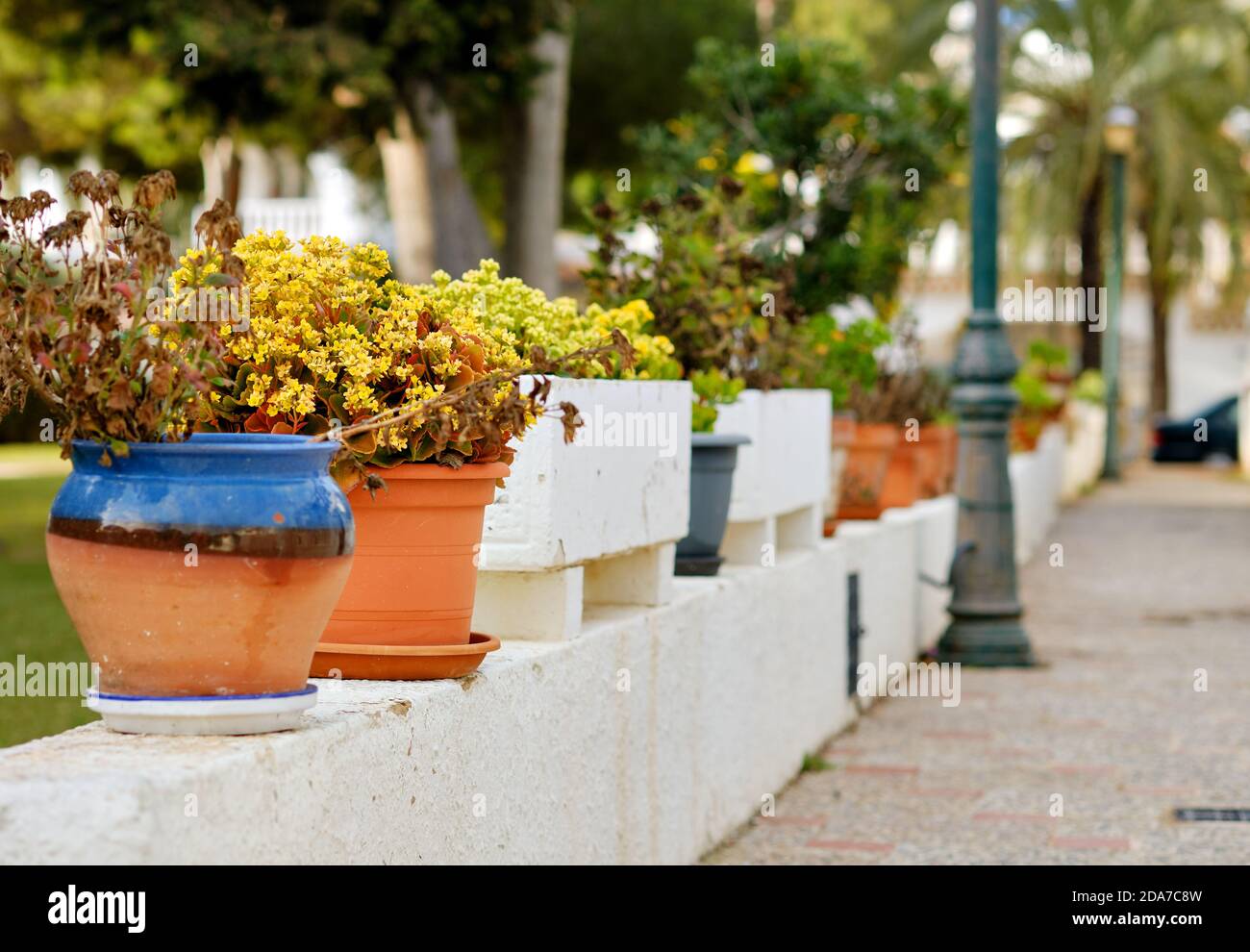 Diverse Topfpflanzen auf weiß gewaschenen Rand auf der leeren Stadt Bürgersteig Straße. Spanien Stockfoto