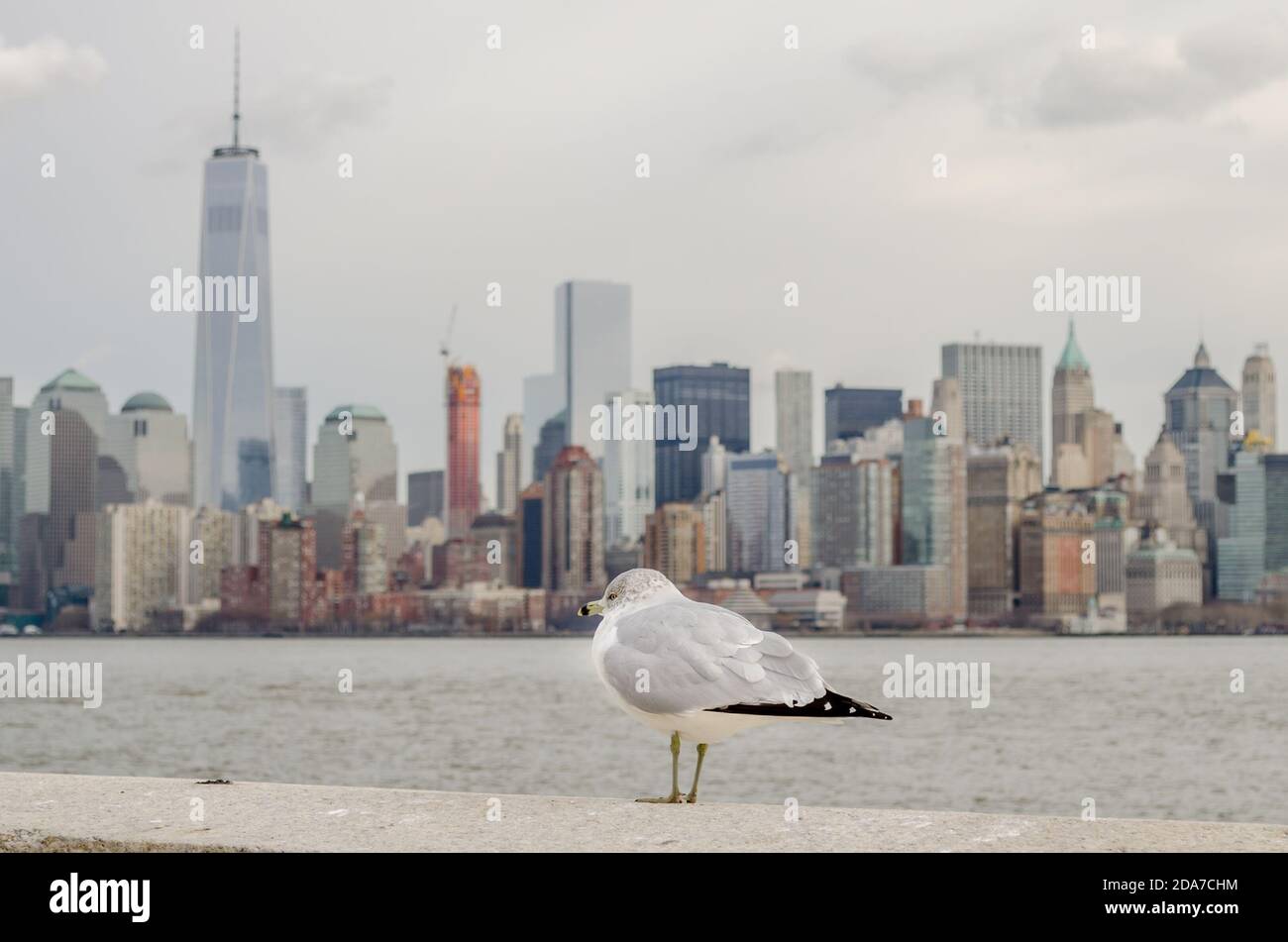 Eine Möwe, die den Blick auf die Skyline von Manhattan in New York City, USA, genießt Stockfoto