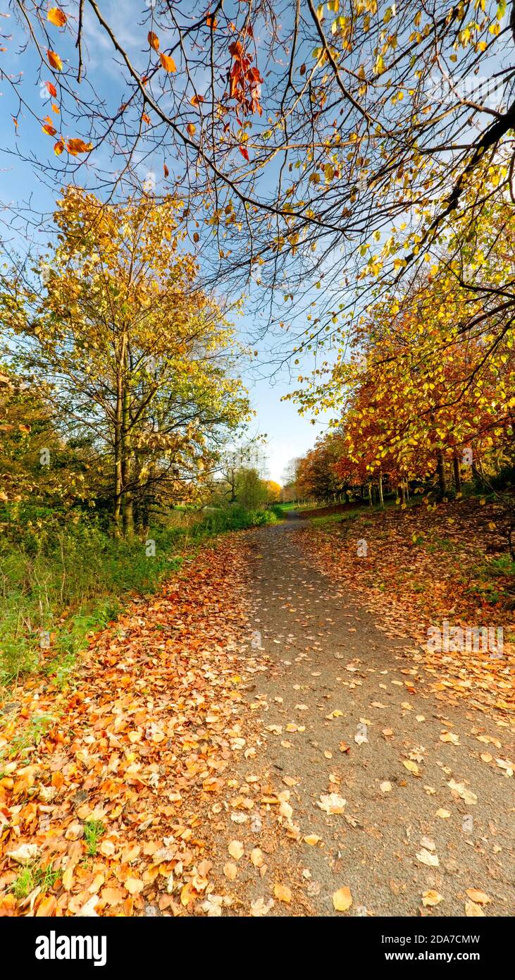 Herbstfarben im Figgate Park, Edinburgh, Schottland, Großbritannien Stockfoto