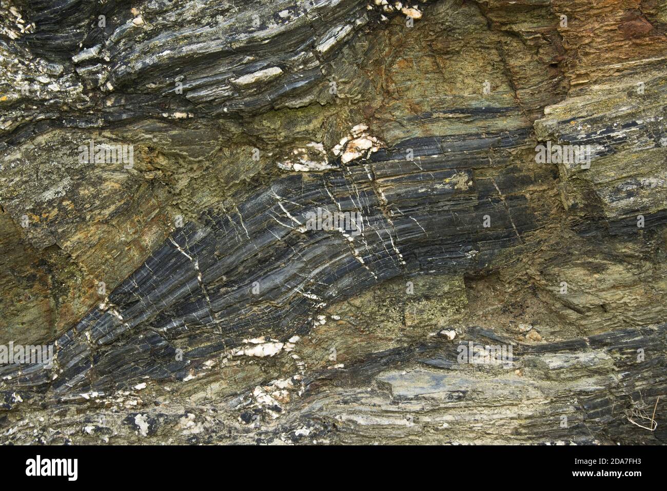 Geschichtete Gesteinsformen und -Muster, die mit Quarz in den Schieferklippen oberhalb von Tintagel in North Cornwall, Oktober, verflochten sind Stockfoto