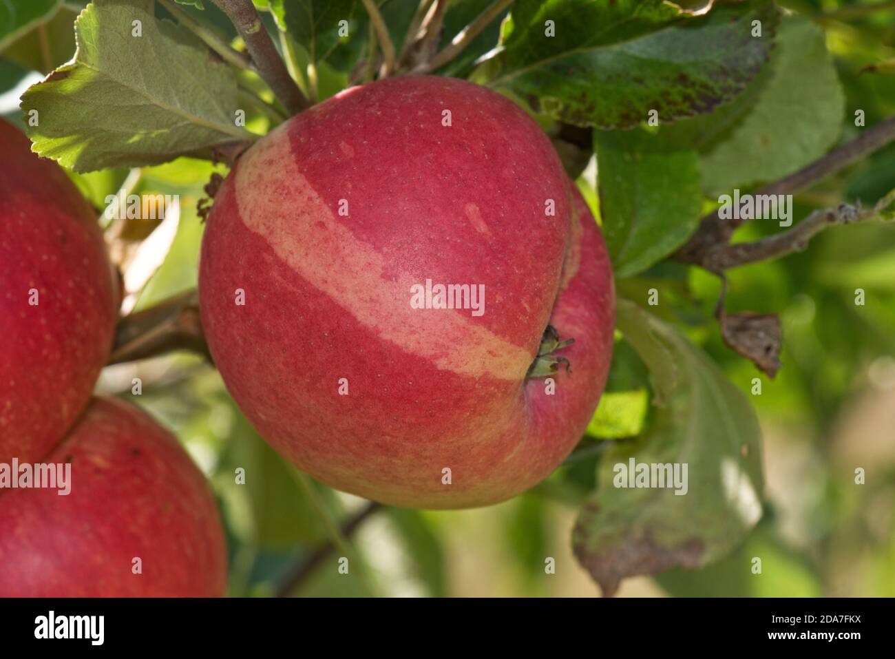 Chimera-Zeichen auf einem Abschnitt einer roten Entdeckung essen Apfel auf dem Baum im Sommer, Berkshire, Großbritannien Stockfoto