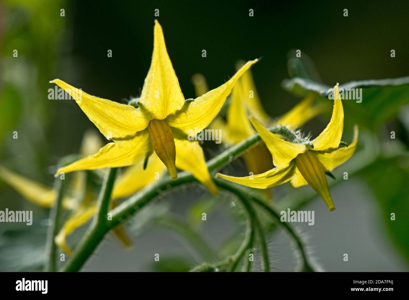 Einzelne gelbe Tomate (Solanum lycopersicum) Blüten rekurvierten Blütenblätter mit grünen Kelchblättern und geschlossenen Anthern auf Gewächshauspflanze, Berkshire, Juni Stockfoto