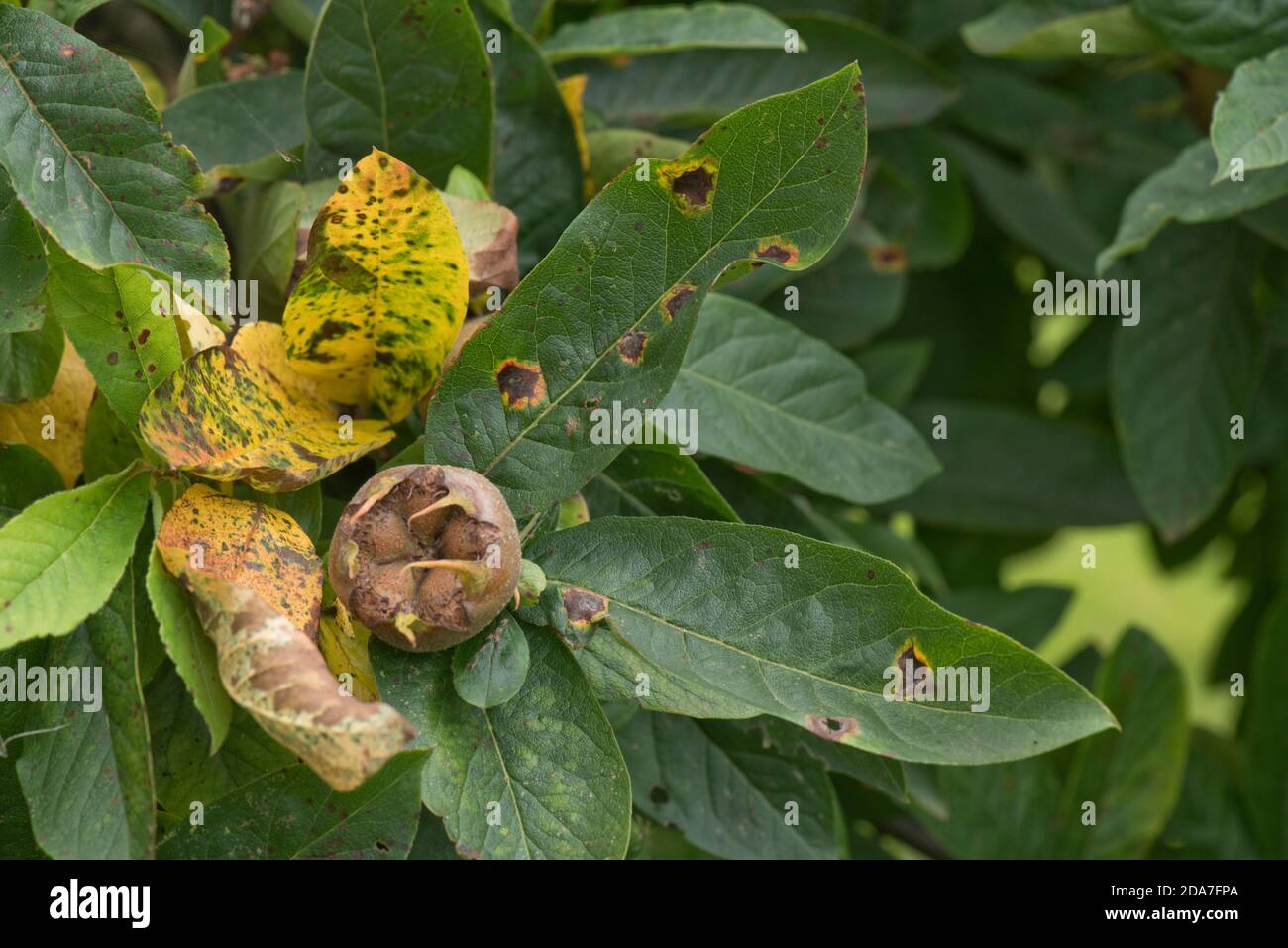 Gemeine Mispel (Mespilus germanica) Baum mit Früchten und Läsionen von Wacholder oder Birnenrost (Gymnosporangium sabinae) August Stockfoto