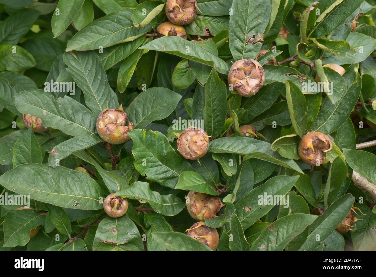 Mehrere reife Früchte eines gemeinen Mispellanbaumes (Mespilus germanica), aber vor dem Bling, Berkshire, August Stockfoto
