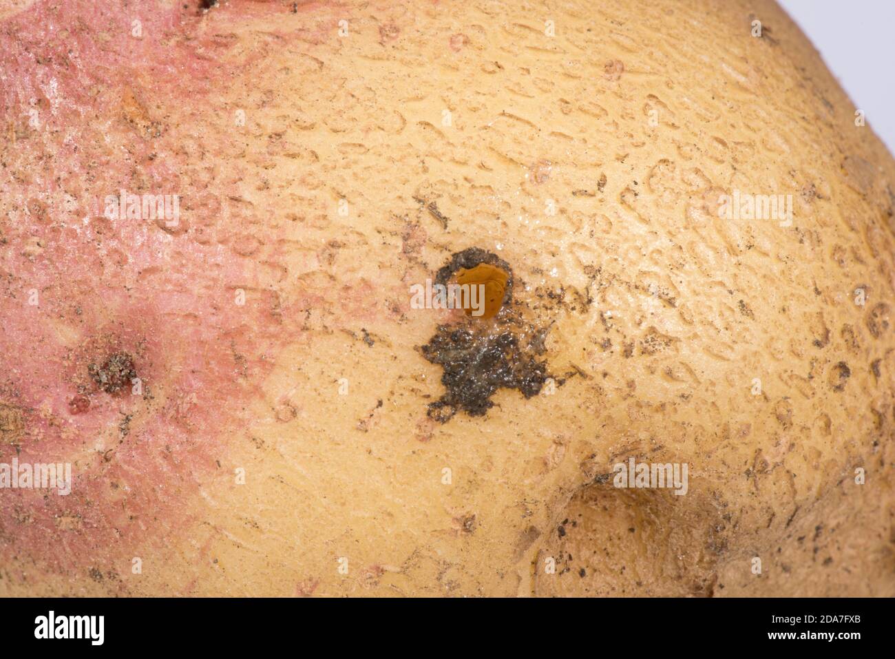 Budapest oder kielige Schnecke (Milax budapestensis) ein- und Ausgangs-Loch in einer Kartoffelknolle, invasive Schädlingsarten, Berkshire, September Stockfoto
