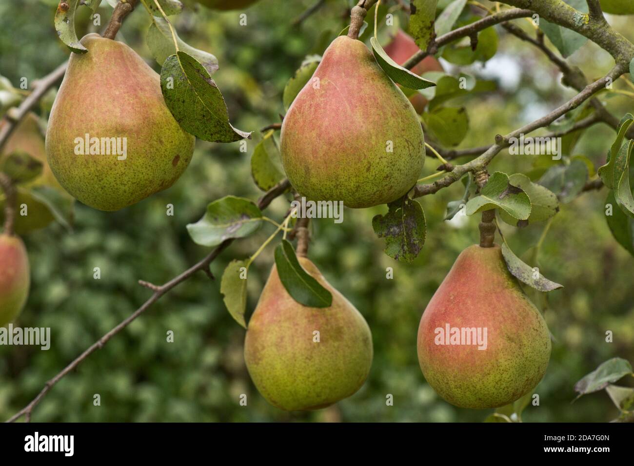 Clapps Favorite (Pyrus communis 'Clapps Favorite') reife Frucht mit rotem Flush auf dem Baum, Berkshire, August. Stockfoto