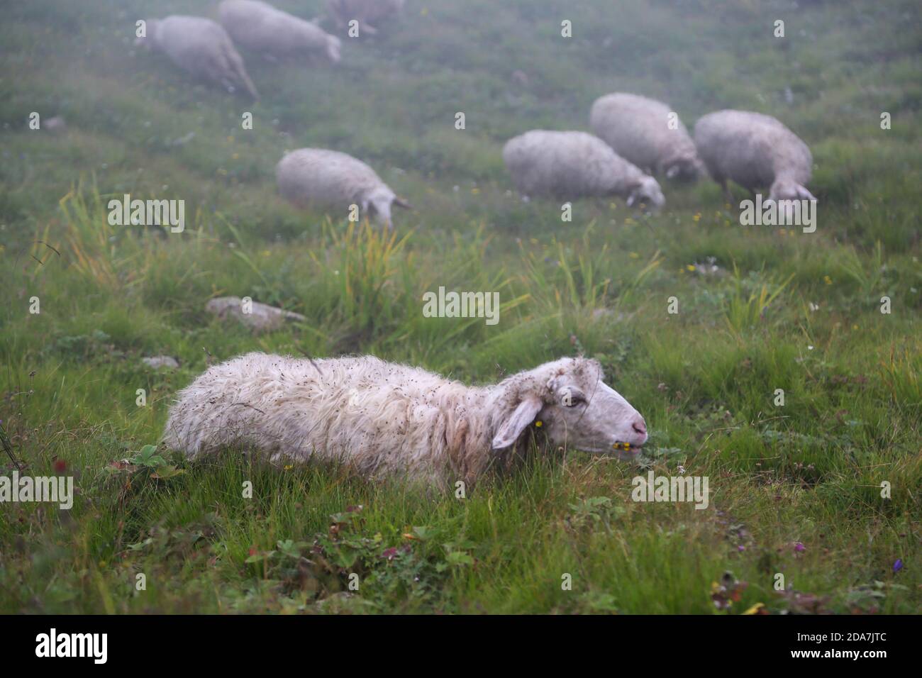 Himalaya Schafe in der oberen Himalaya-Region. Schafe sind vierbeinigen, Wiederkäuer Säugetiere in der Regel als Vieh gehalten. Wie die meisten Wiederkäuer. Hochwertige Fotos Stockfoto
