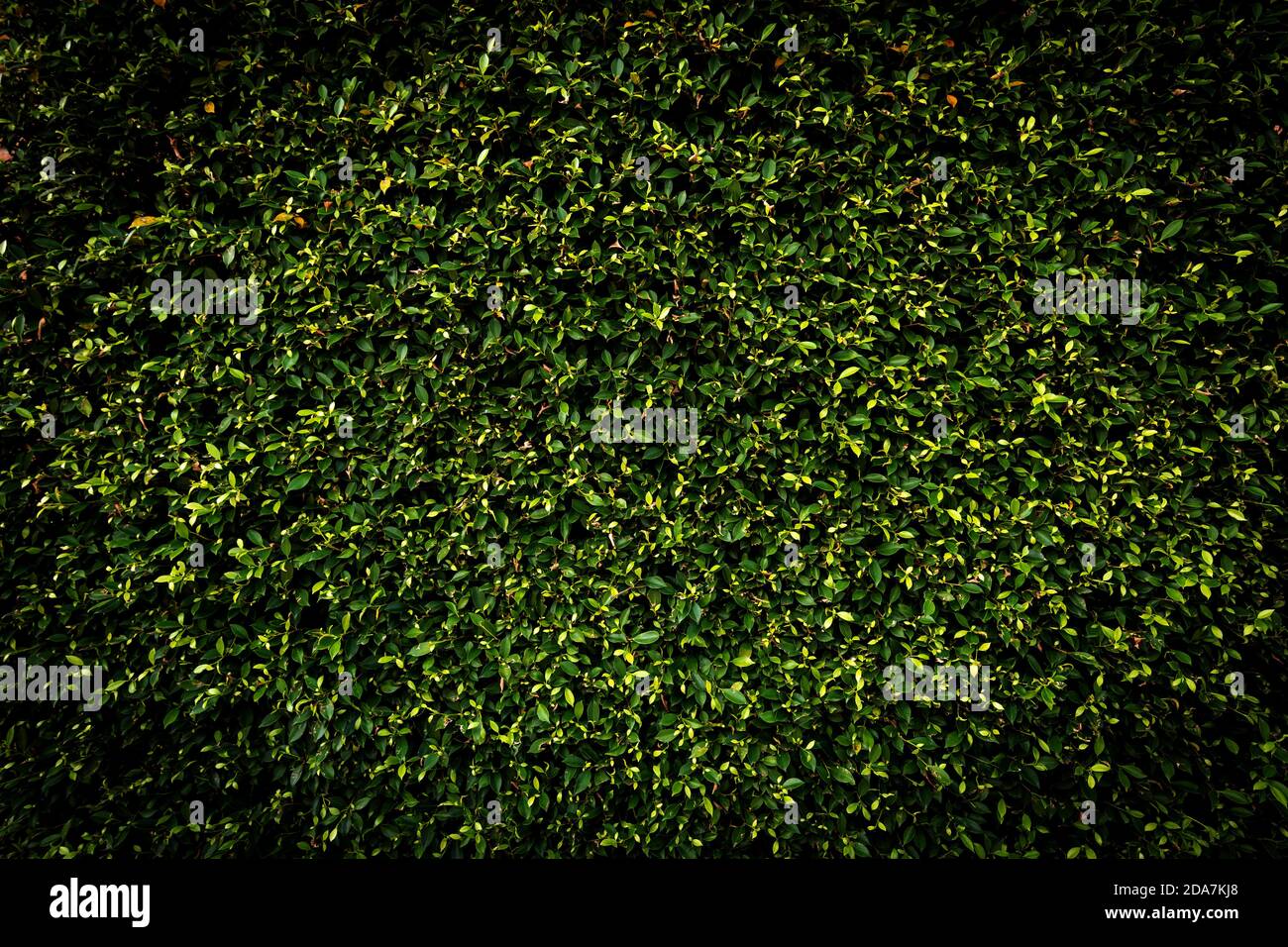 Quadratischer Rahmen mit schwarzem Blatt. Grüne Blätter Hintergrund oder die natürliche dunkle Wände Textur. Stockfoto