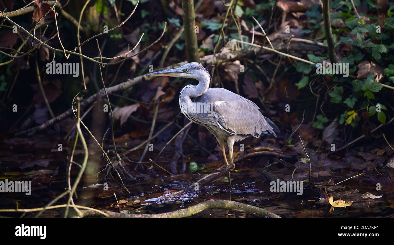 Arundel West Sussex UK 10. November - EIN Graureiher genießt die warme Sonne rund um Arundel Park in West Sussex heute als der Südosten in wärmeren als normale Temperaturen für die Zeit des Jahres baden . : Credit Simon Dack / Alamy Live News Stockfoto