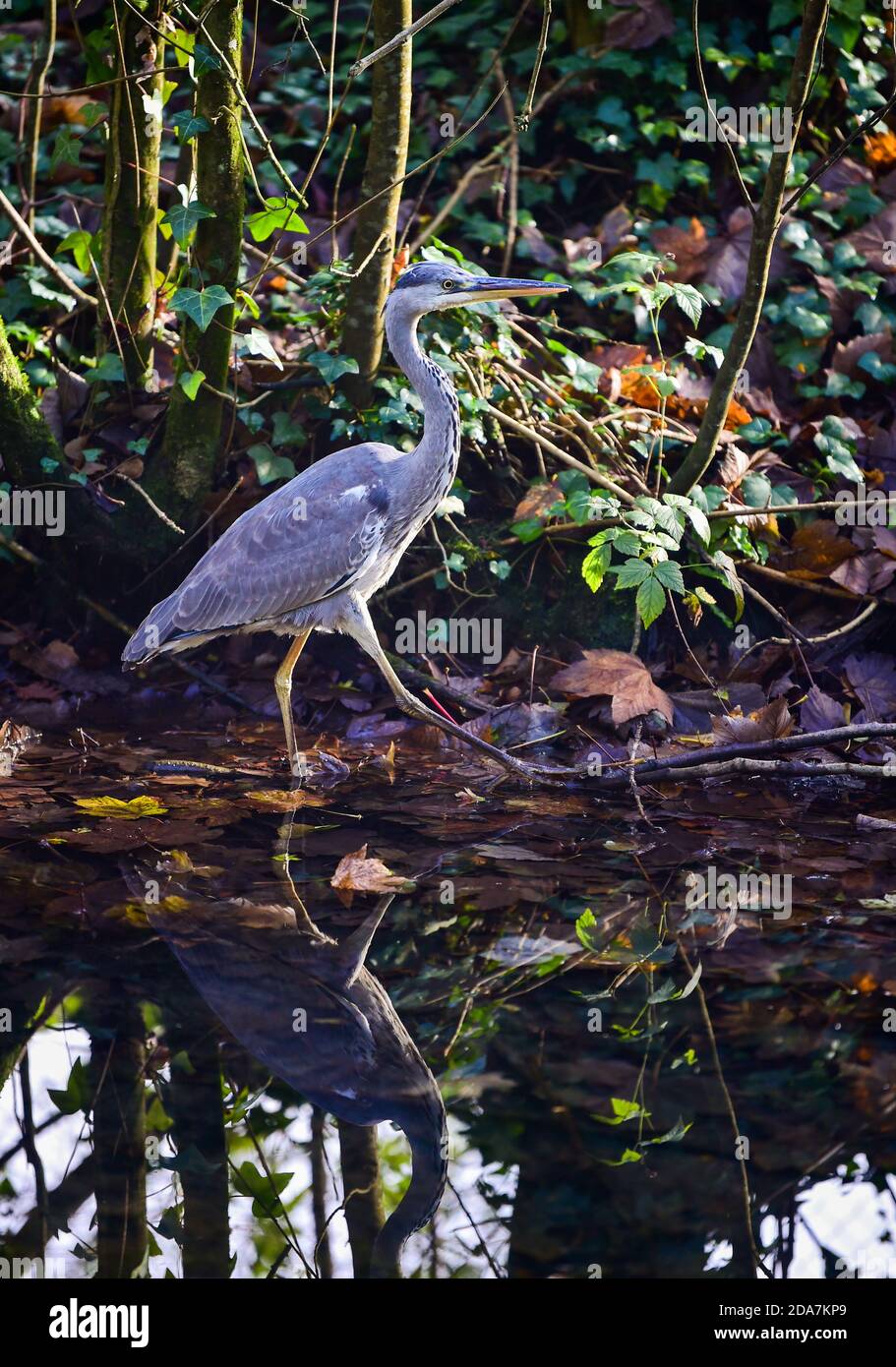 Arundel West Sussex UK 10. November - EIN Graureiher genießt die warme Sonne rund um Arundel Park in West Sussex heute als der Südosten in wärmeren als normale Temperaturen für die Zeit des Jahres baden . : Credit Simon Dack / Alamy Live News Stockfoto