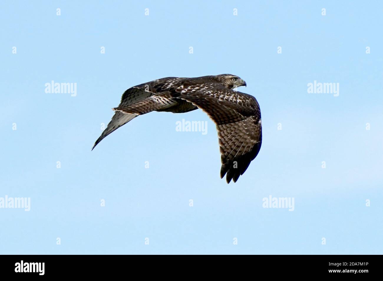 Rotschwanzfalken im Flug Stockfoto