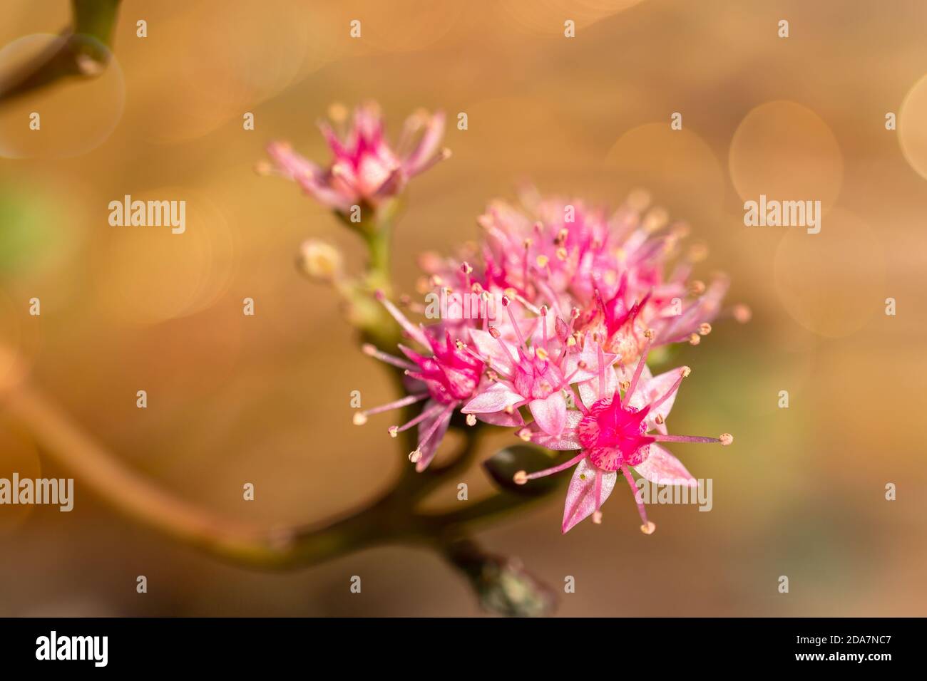 Makrobild der Blumen der Sedum-Pflanze, mit schönen weichen rosa Tönen in der Blume und im Bokeh-Hintergrund Stockfoto