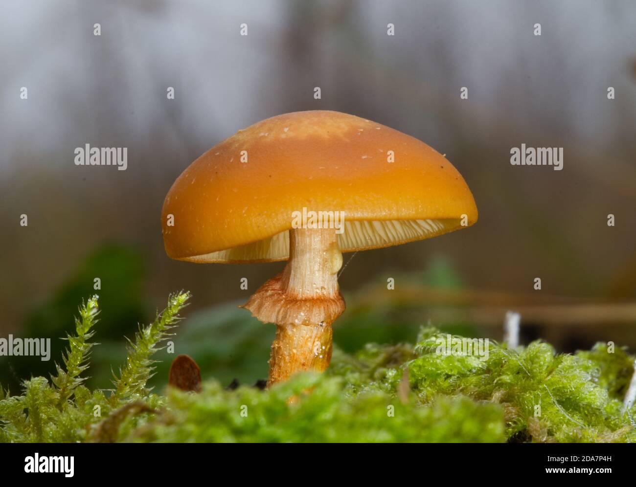Kleiner Orangenpilz, wohl ummantelter Waldtuft, Kühneromyces mutabilis, wächst zusammen mit Moos auf verrottendem Baumstumpf Stockfoto