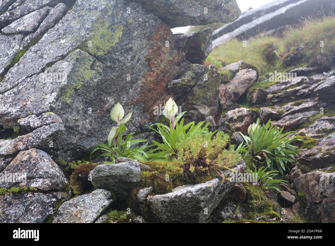 Blume des Himalaya Brahma Kamal wissenschaftlicher Name Saussurea obvallata. Saussurea obvallata ist eine blühende Pflanze der Asteraceae. Stockfoto