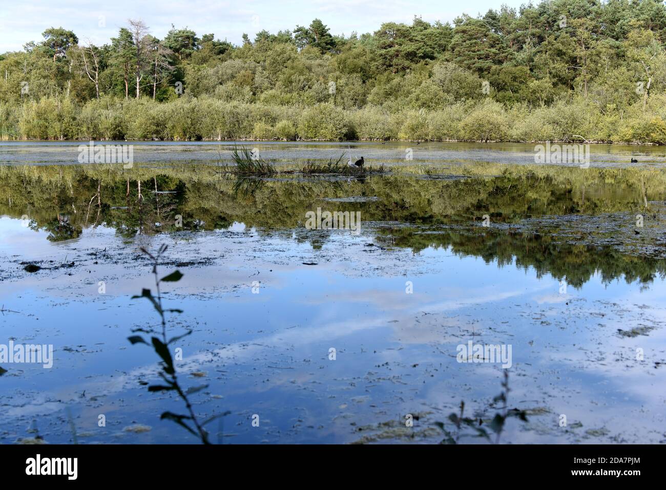 Bäume spiegeln sich im Wasser entlang des wunderschönen Basingstoke Canal In der Nähe von Ash Vale in Surrey Stockfoto