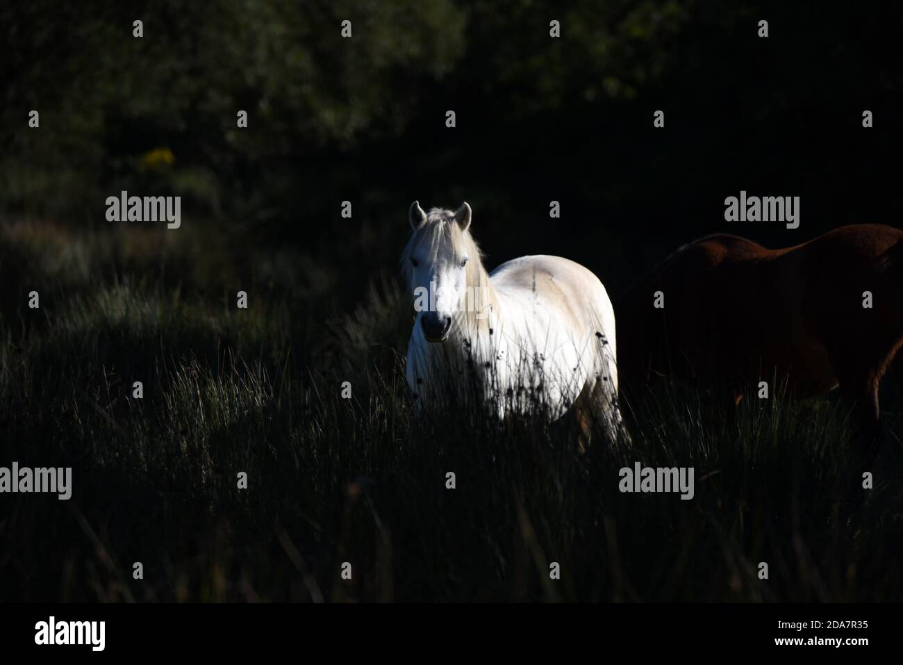 Ein weißes Pferd ragt vor einem dunklen Hintergrund in Dieses Foto wurde an einem klaren Sommertag in der Nähe von Tregaron aufgenommen Stockfoto