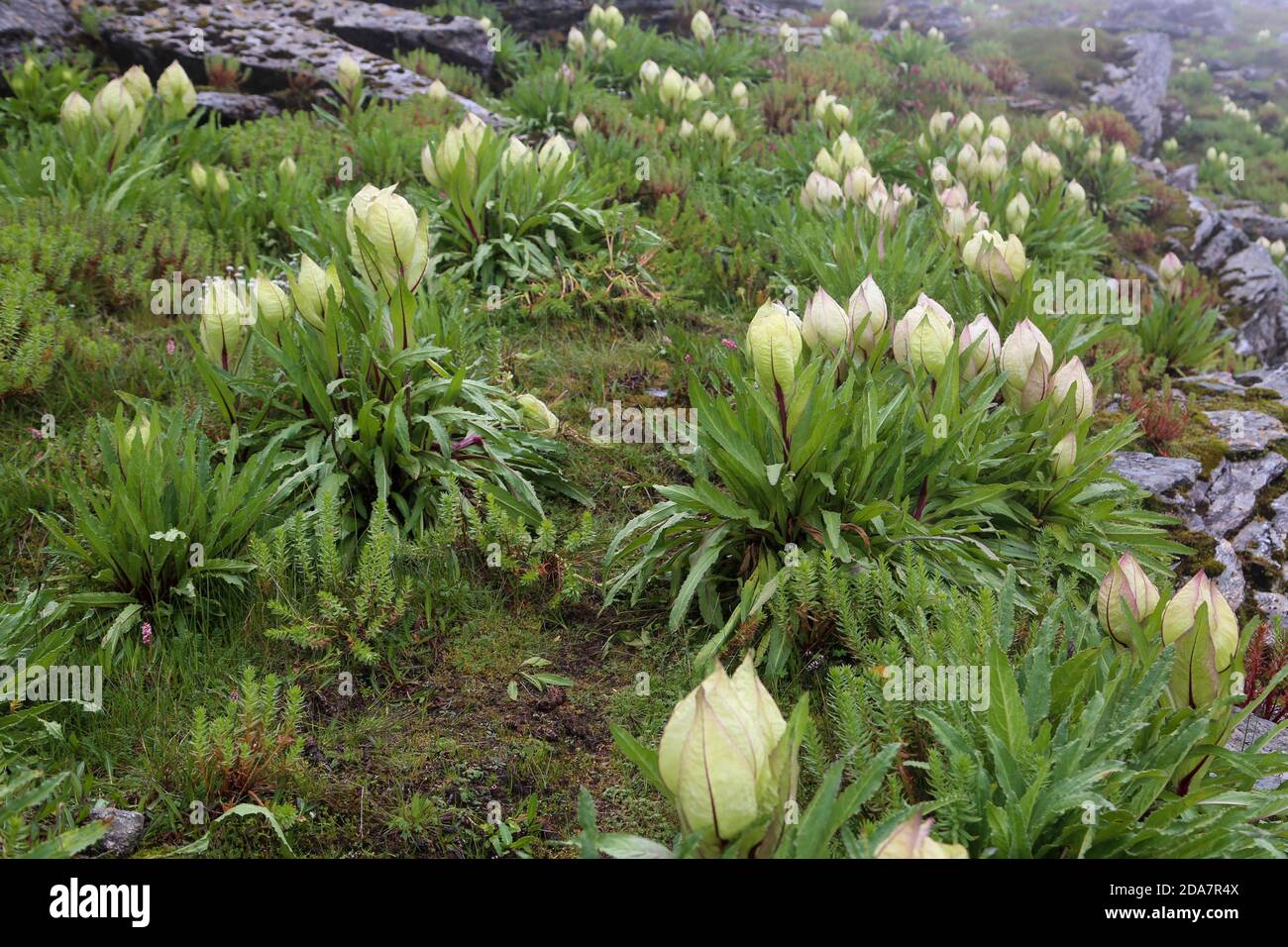 Blume des Himalaya Brahma Kamal wissenschaftlicher Name Saussurea obvallata. Saussurea obvallata ist eine blühende Pflanze der Asteraceae. Stockfoto