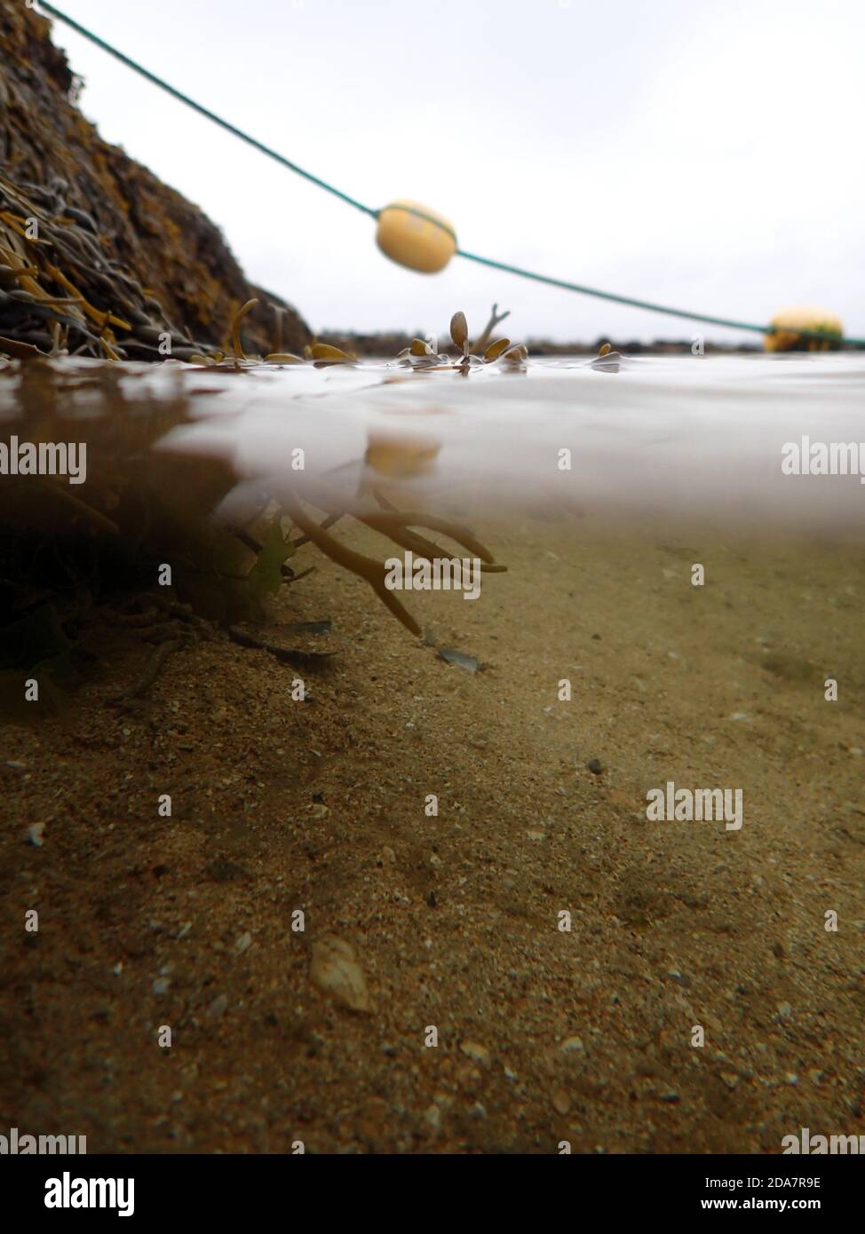 Am Rande des man machte Lagune an der Geothermaler Strand in Reykjavik Knüpfständer wächst auf den Felsen Und eine Schwimmlinie markiert tiefes Wasser Stockfoto