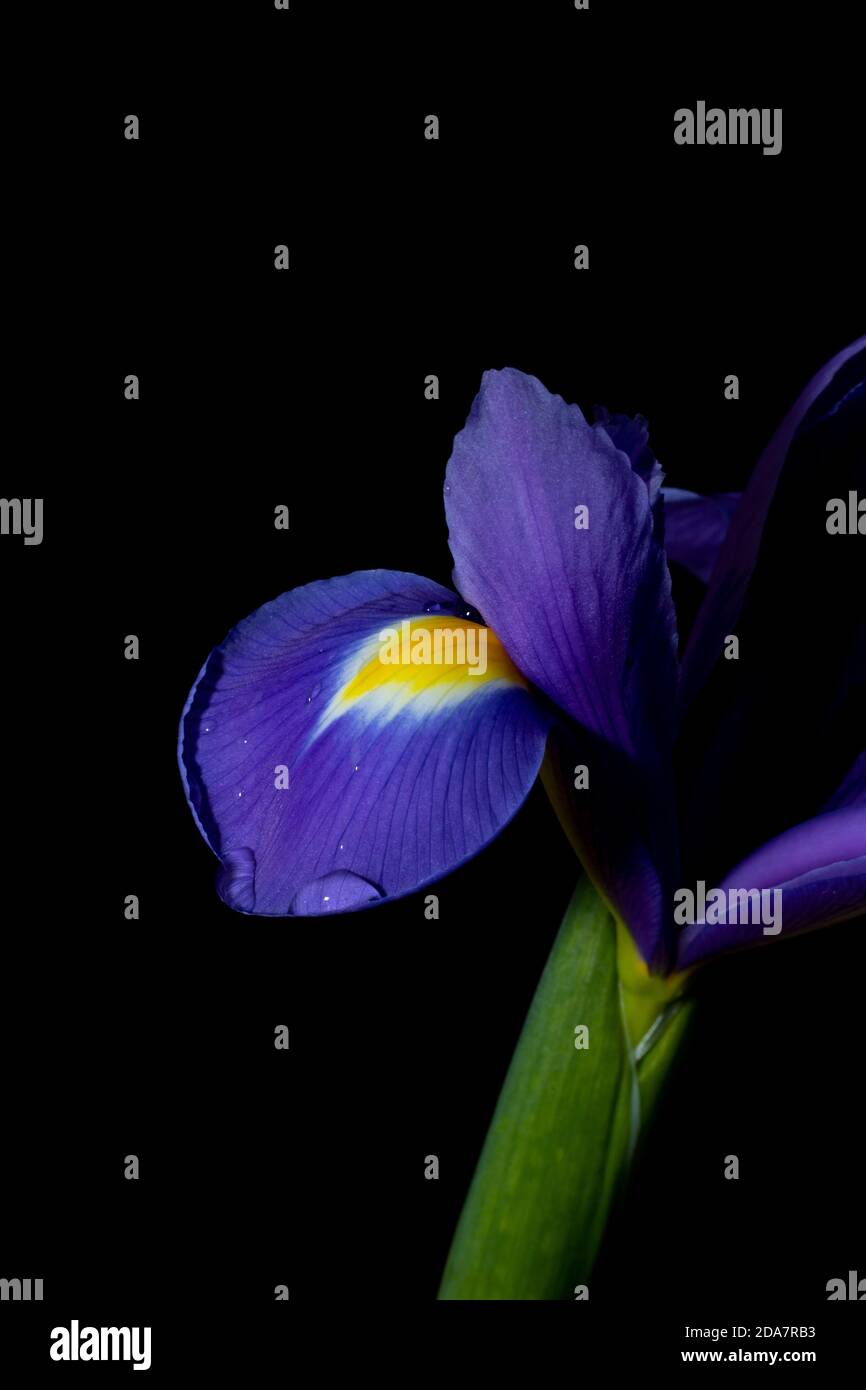 Zwerg Iris mit einem Wassertropfen auf Blütenblatt. Stockfoto