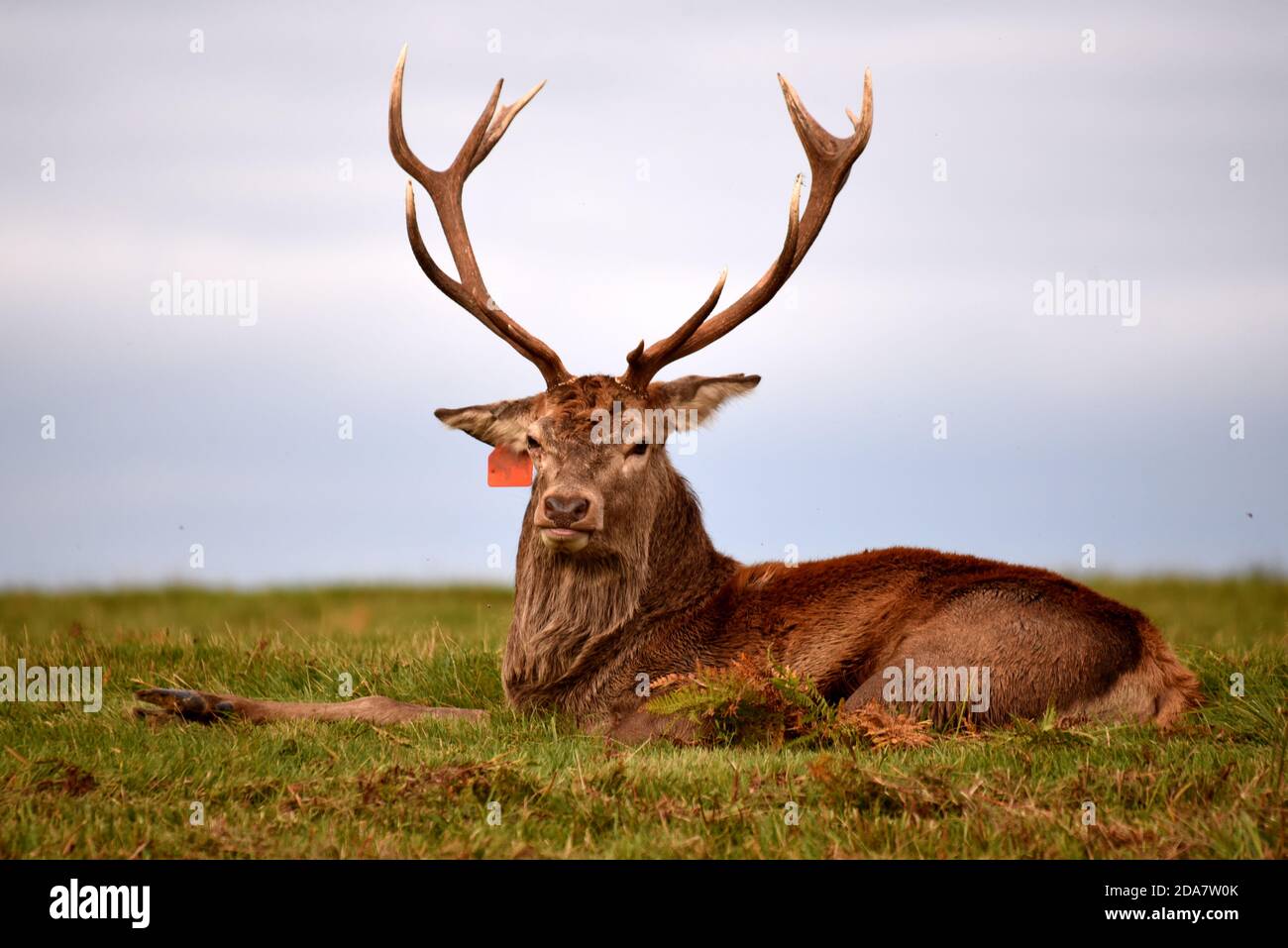 Ein Hirsch, der sich hinlegt und direkt auf die Kamera schaut Auf diesem Foto, das während der Brunftzeit aufgenommen wurde Stockfoto