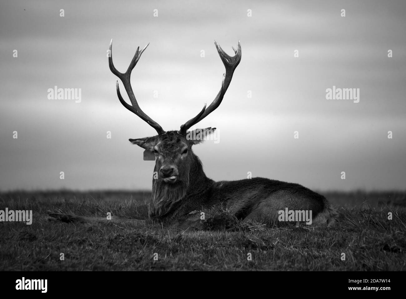 Ein Hirsch, der sich hinlegt und direkt auf die Kamera schaut In diesem Schwarz-Weiß-Foto, das während der Brunft aufgenommen wurde Saison Stockfoto