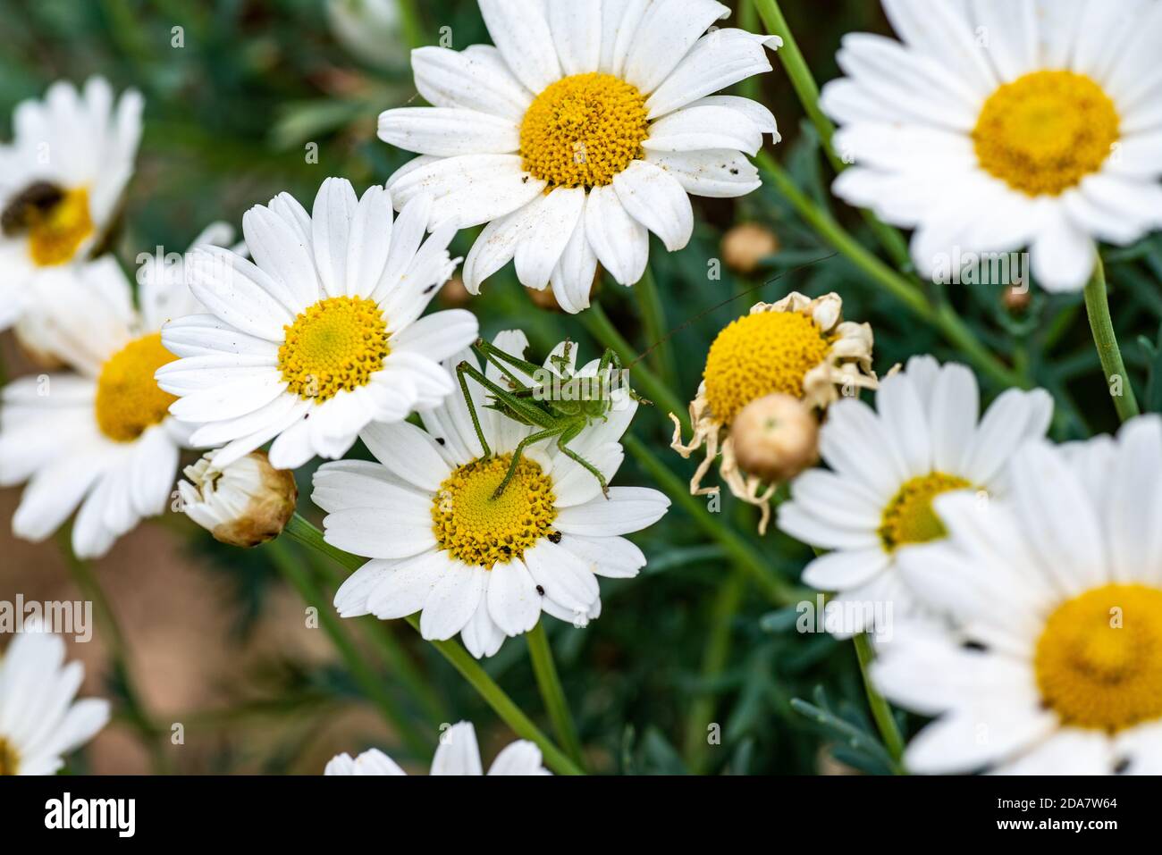 Grüne Cricket auf Gänseblümchen-Blumengrüne Cricket auf Gänseblümchen-Blume Stockfoto