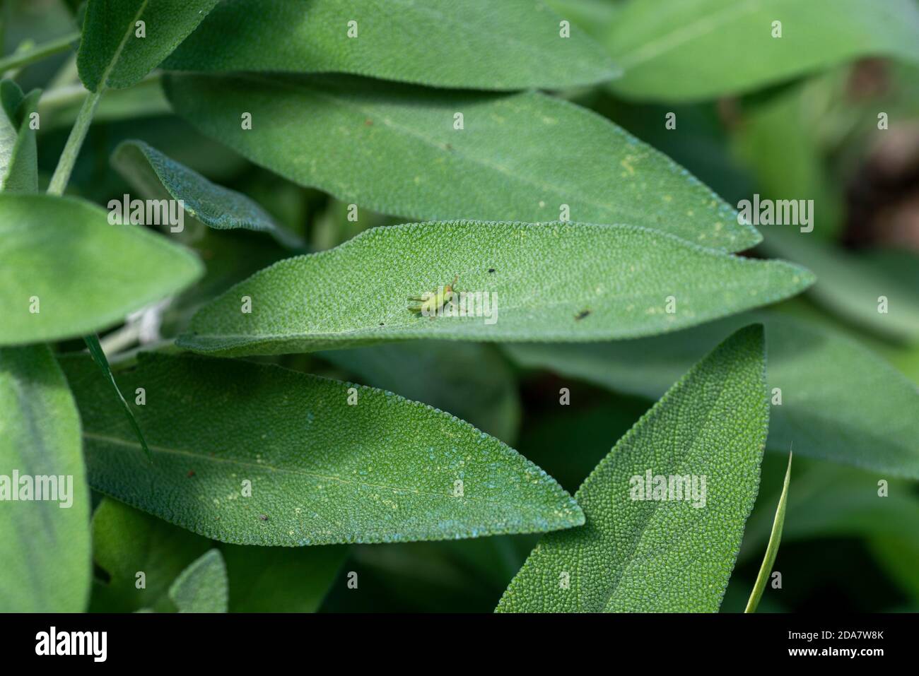 Grüne Kricket auf Salbei Blätter in der Sonne Stockfoto