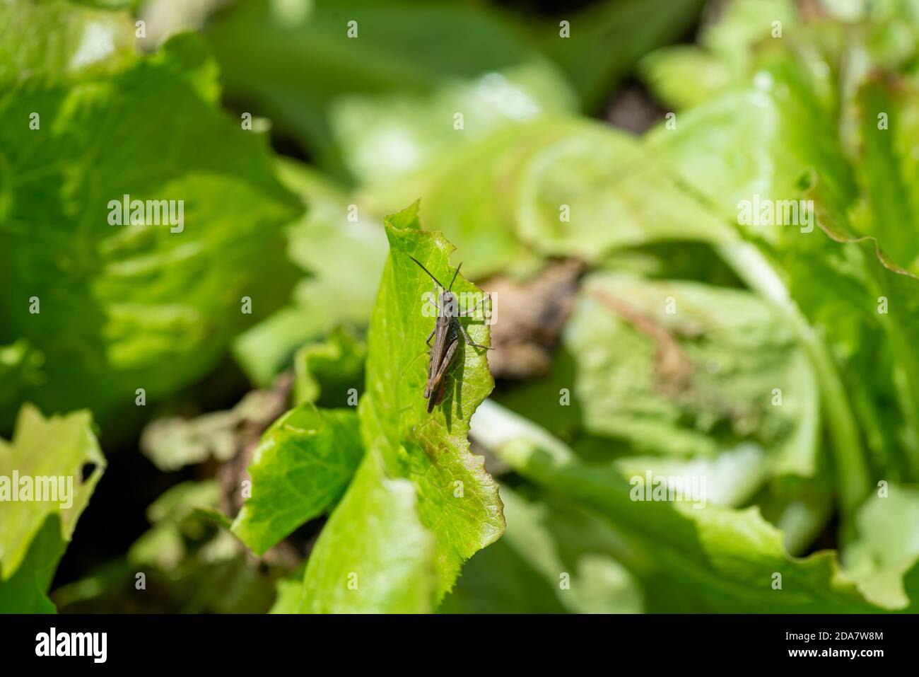 Ein schwarzer Kricket auf frischem Salat in der Sonne Stockfoto