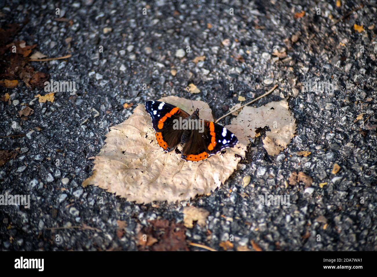 Vulkan Schmetterling sitzt auf einem trockenen Blätter im Herbst Stockfoto