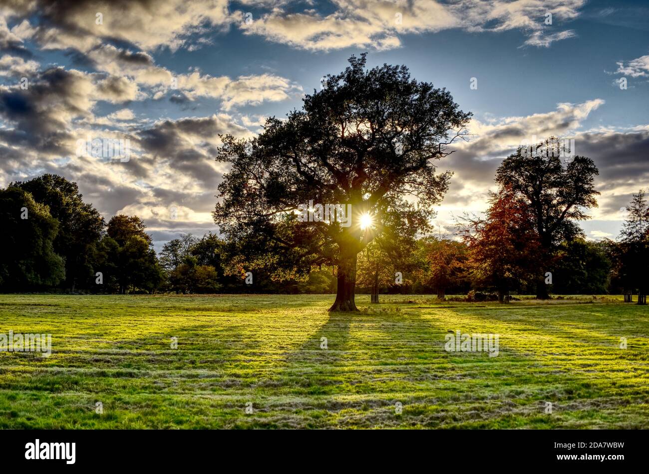 Die Sonne untergeht hinter einem Baum in der Nähe von Windsor am Ende eines hellen Herbsttages Stockfoto