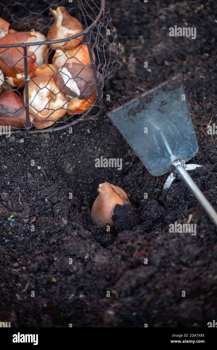 Herbstgarten arbeitet, Pflanzen im Boden Frühling Blumen Tulpen und Narzissen Stockfoto