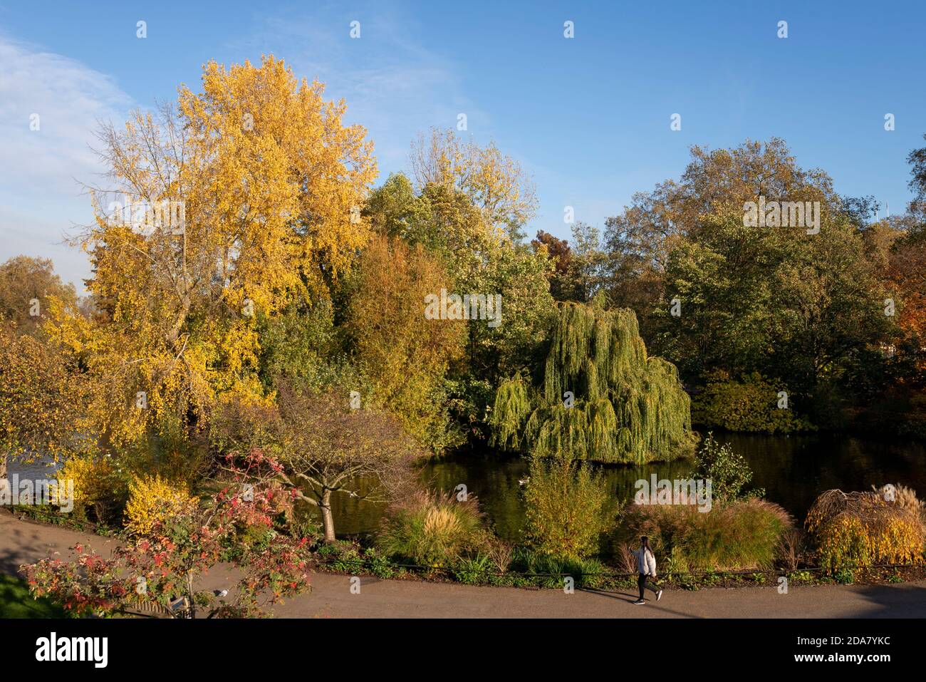 Herbstfarben im St James's Park, Westminster, London, Großbritannien. Person, die allein am See entlang mit Herbstfarben geht Stockfoto