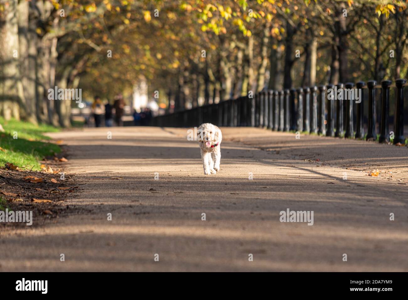Hunde laufen in Green Park von Constitution Hill mit Herbstfarben in London, Großbritannien, versuchen, Jogging Besitzer von der Leine zu fangen Stockfoto