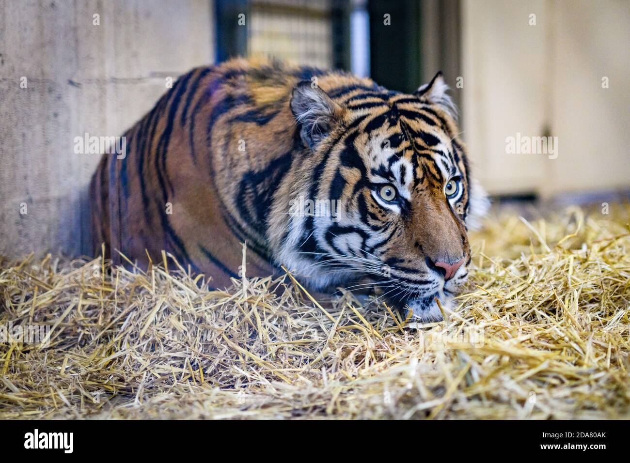 Edinburgh, Großbritannien. Di 9. November 2020. Edinburgh Zoo feiert die Ankunft von Lucu, einem vierjährigen männlichen Sumatran Tiger, aus Paignton Zoo. Es wird gehofft, dass er sich mit Dharma, Edinburghs heimatlichem weiblichen Tiger, im Rahmen des europäischen Zuchtprogramms für gefährdete Arten paaren wird und dabei helfen wird, diese vom Aussterben bedrohte Art zu erhalten. Stockfoto