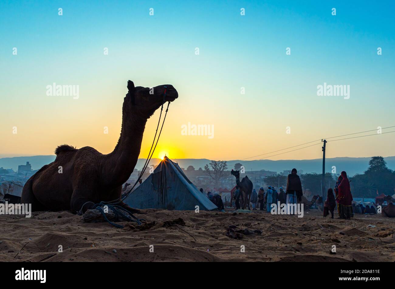 Silhouette des Kamels gegen den goldenen Sonnenaufgang am pushkar Kamelfest. Stockfoto