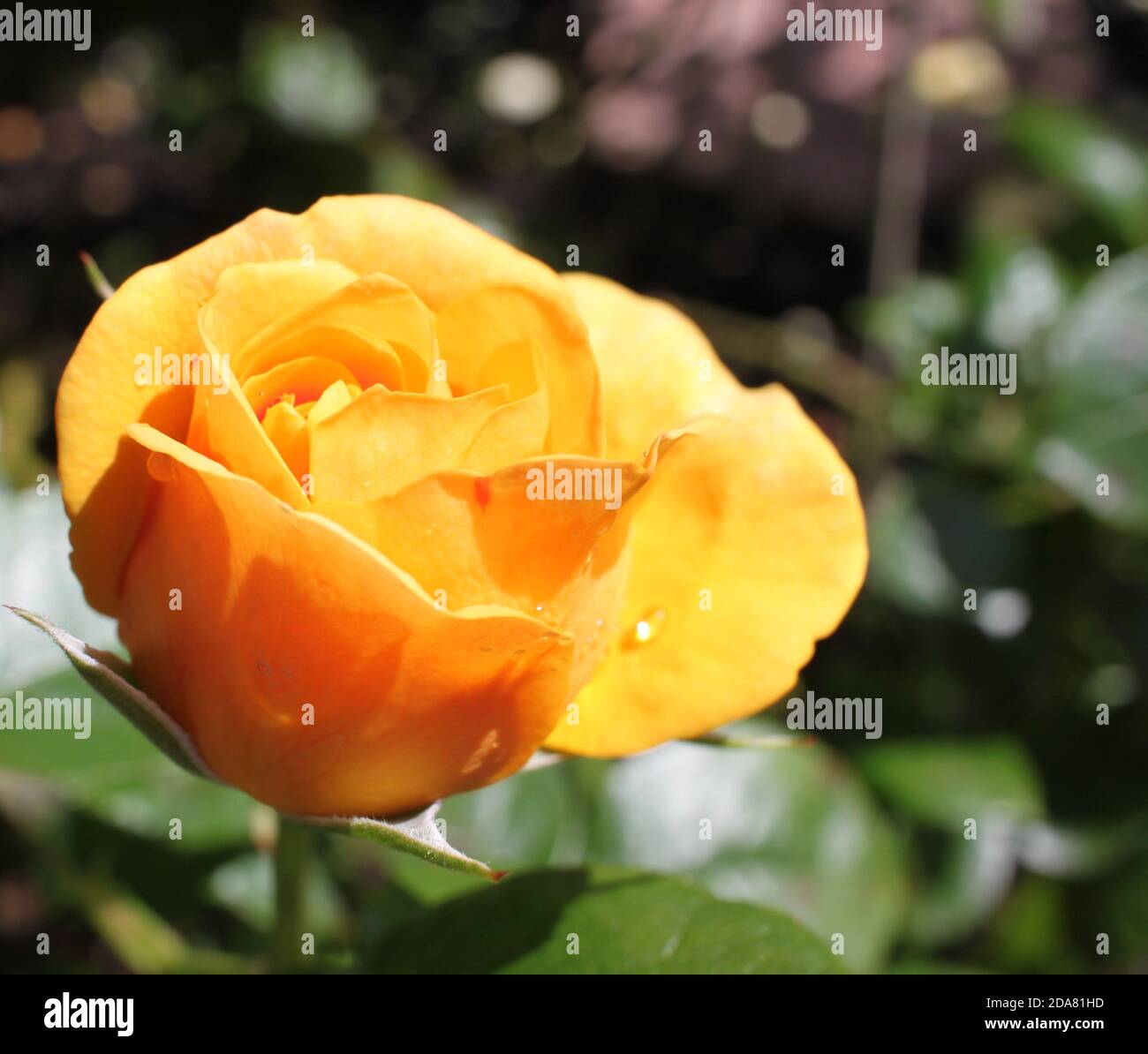 Einzelne gelbe Rose, die sich im Sonnenlicht sonnt. Tautropfen auf einsame gelbe Rose. Rose im Sommer Cottage Garten. Sommergärten, Großbritannien. Stockfoto