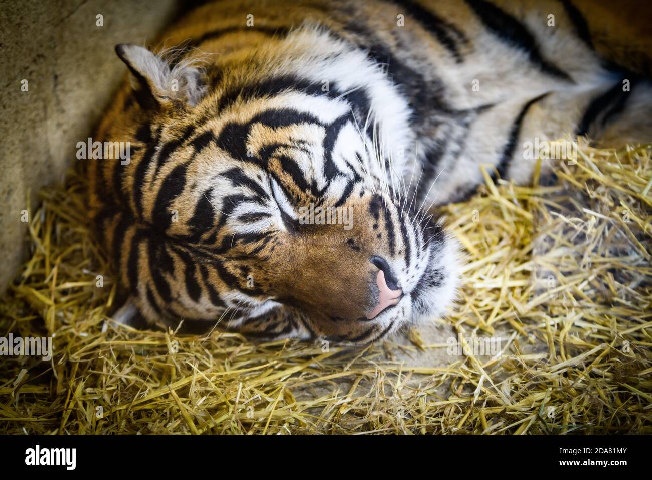 Edinburgh, Großbritannien. Di 9. November 2020. Edinburgh Zoo feiert die Ankunft von Lucu, einem vierjährigen männlichen Sumatran Tiger, aus Paignton Zoo. Es wird gehofft, dass er sich mit Dharma, Edinburghs heimatlichem weiblichen Tiger, im Rahmen des europäischen Zuchtprogramms für gefährdete Arten paaren wird und dabei helfen wird, diese vom Aussterben bedrohte Art zu erhalten. Stockfoto