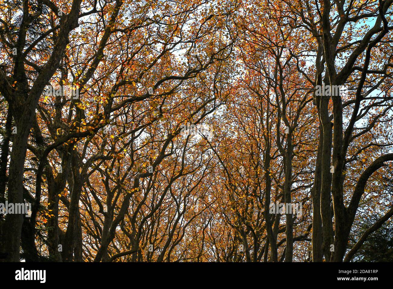 Niedriger Winkel Blick auf einen majestätischen Spaziergang mit großen Flugzeug gesäumt Bäume im Herbst (Chenonceaux- Loire - Frankreich) Stockfoto